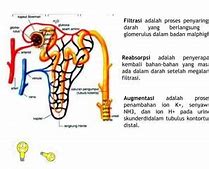 Filtrasi Terjadi Di