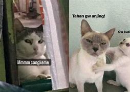 Meme Kucing Poni